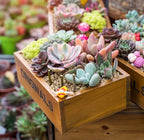POM Subscription Box