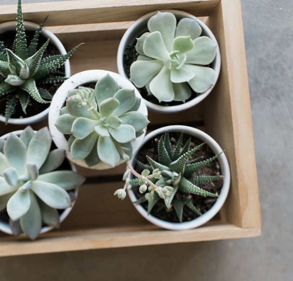 POM Flourish Box